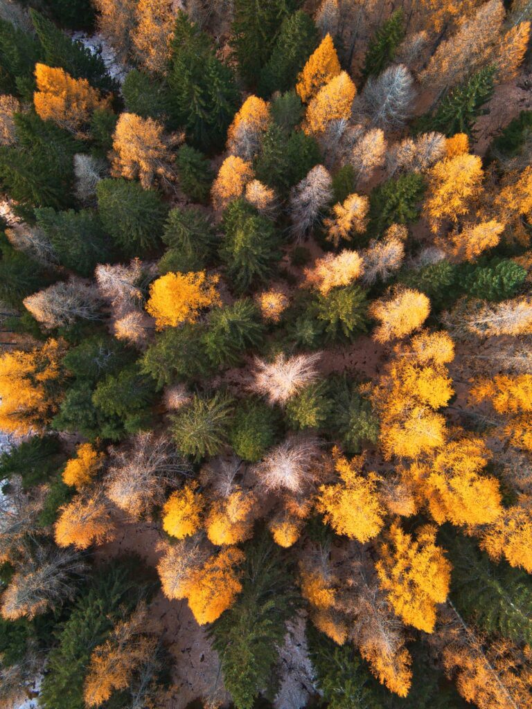 larici colorati in autunno in Valmalenco