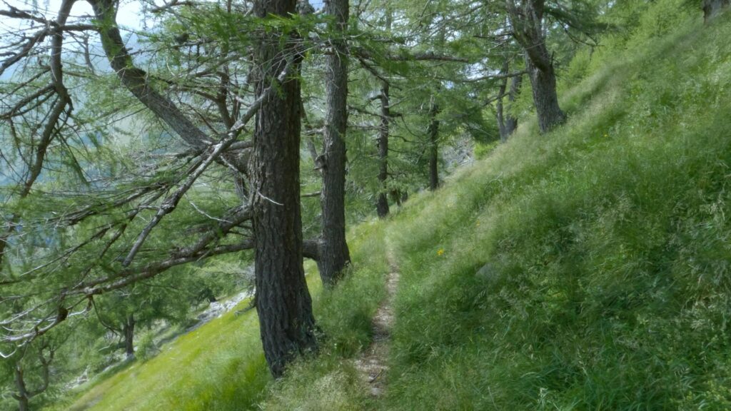 sentiero discesa monte Berlinghera