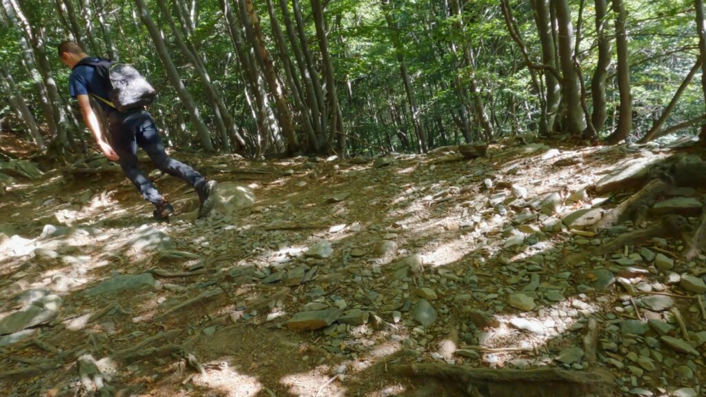 sentiero nel bosco per Rifugio Coca