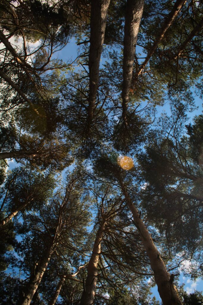 punta di alberi dal basso