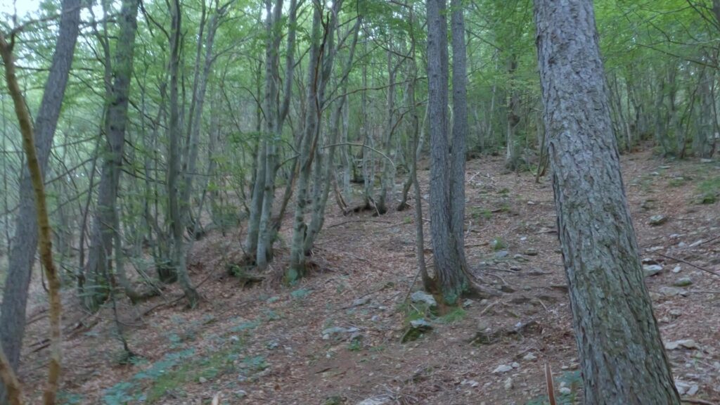 sentiero in salita nel sottobosco