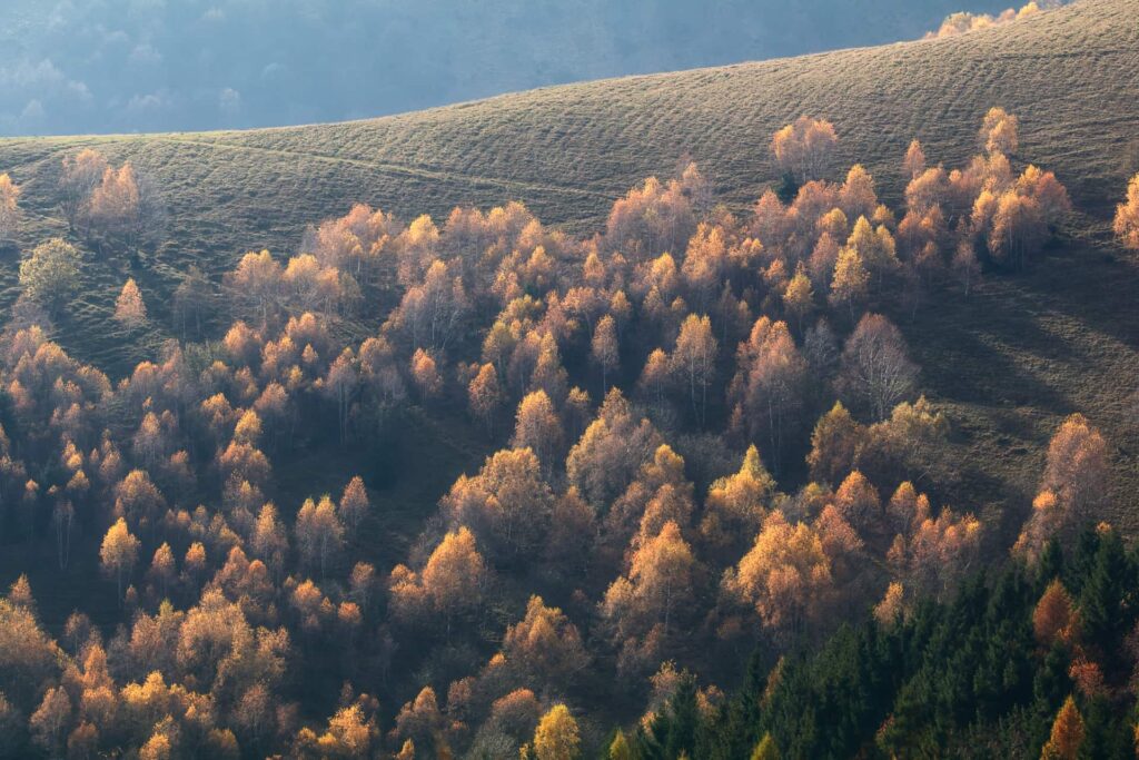 Larici arancioni dal Monte Generoso