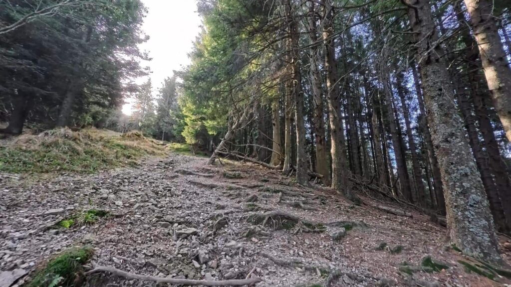 Bosco Monte Generoso_3