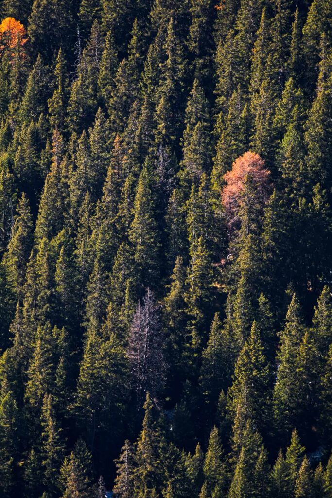 Larici arancioni tra abeti