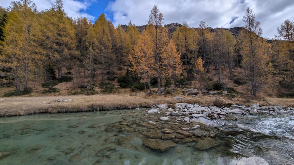 Larici e fiume a Predarossa