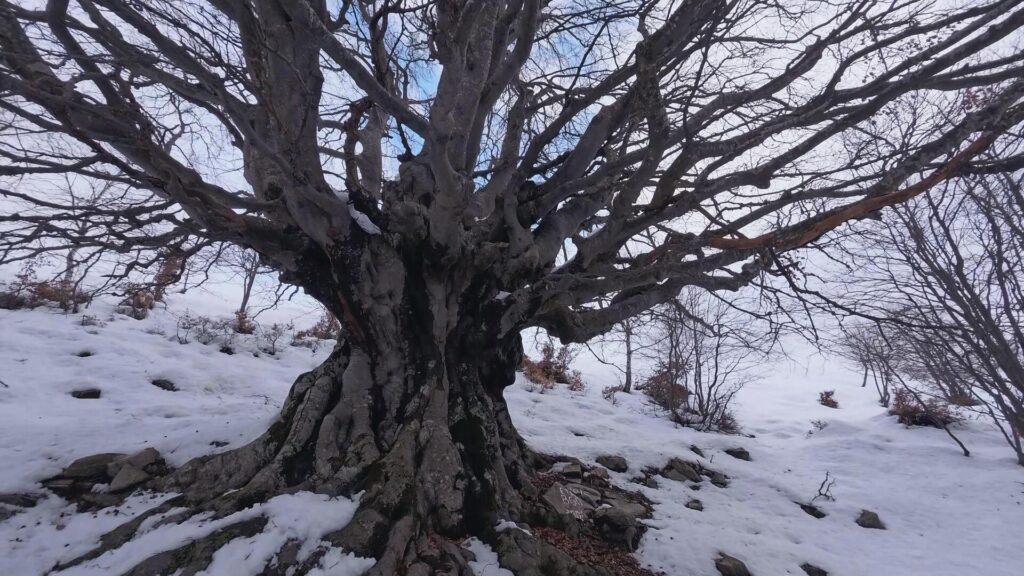 Faggio ultracentenario