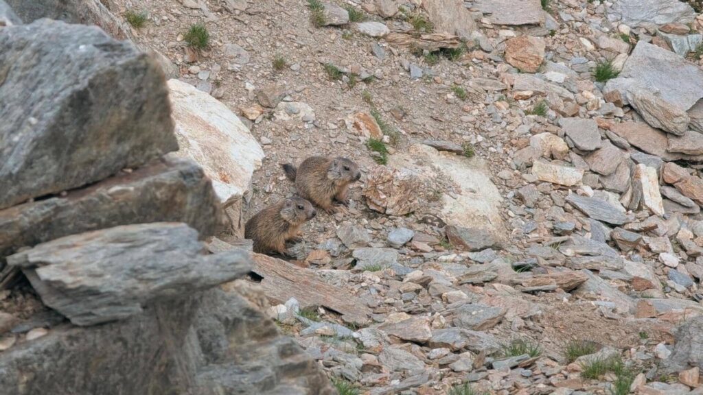 marmotte