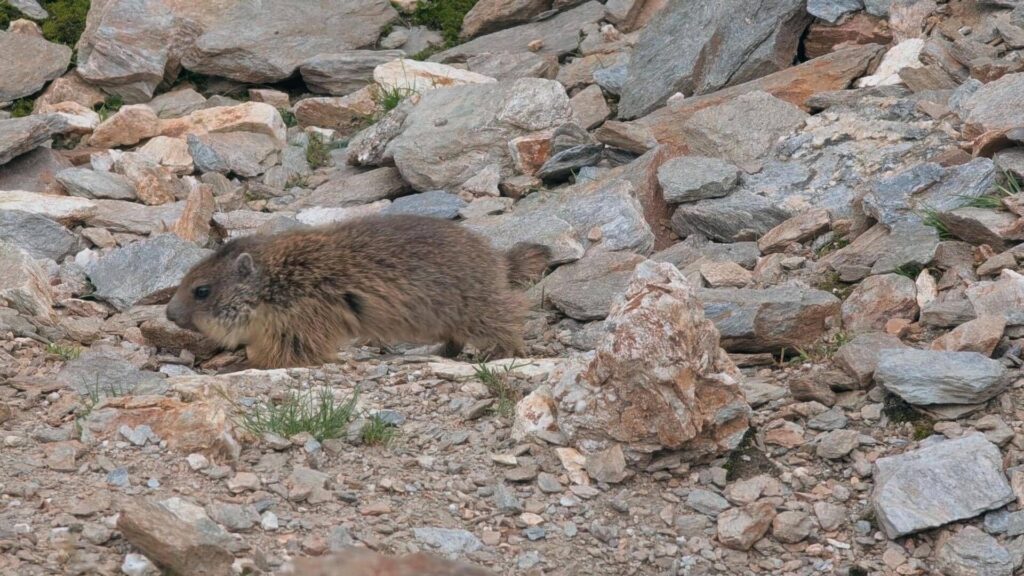 marmotta