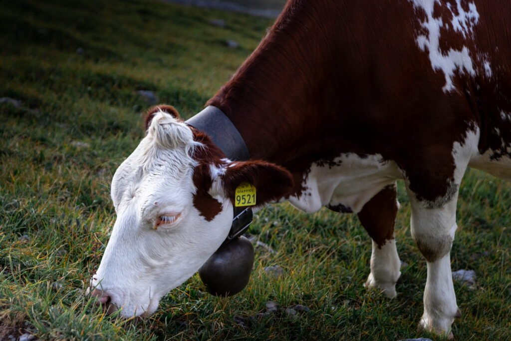 mucca